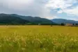 Hyalite Meadow
