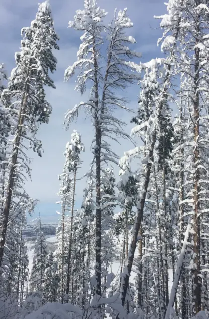 Bozeman's Best Winter Walking Trails
