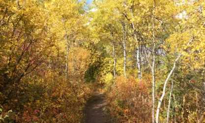 Triple Tree Fall 3 3