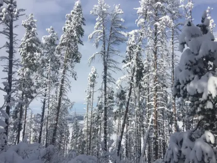 Bozeman's Best Winter Walking Trails