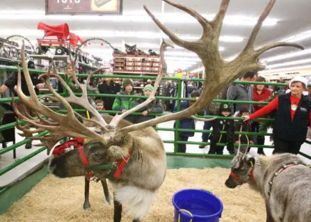 Reindeeratmurdochs