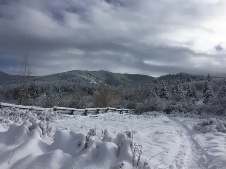 Triple Tree Winter 5 1