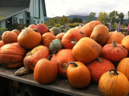 Rocky creek farm mt 98200