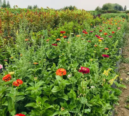 Calliope flowers bozeman