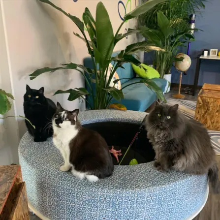 Cat show cafe bozeman montana 1440 1440 90