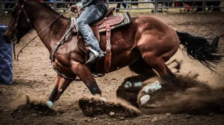 Rodeos in Bozeman