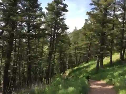 North Pass Ranches