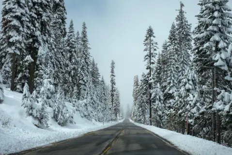 Aspen Groves