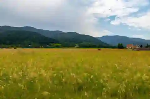 Hyalite Meadow
